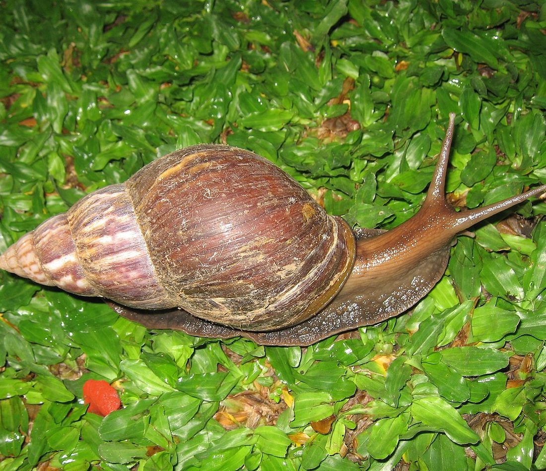 African Giant Snail reference