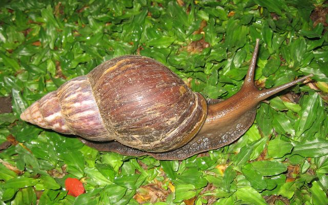 Giant African Land Snail reference