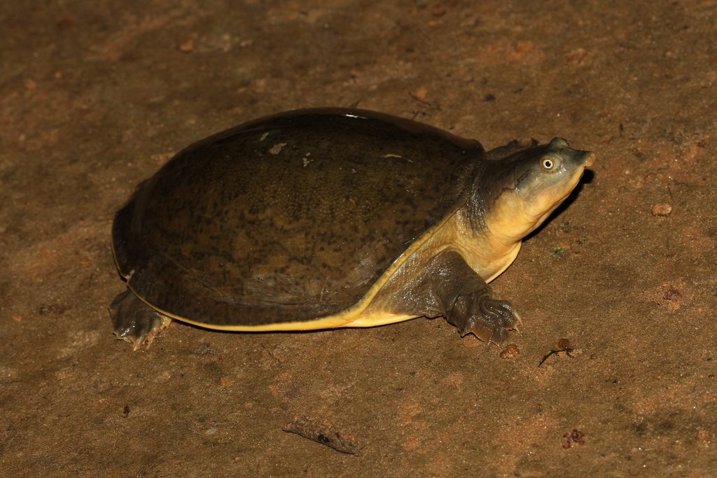 Indian Flapshell Turtle reference