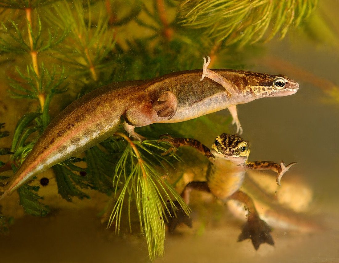 Palmate Newt reference