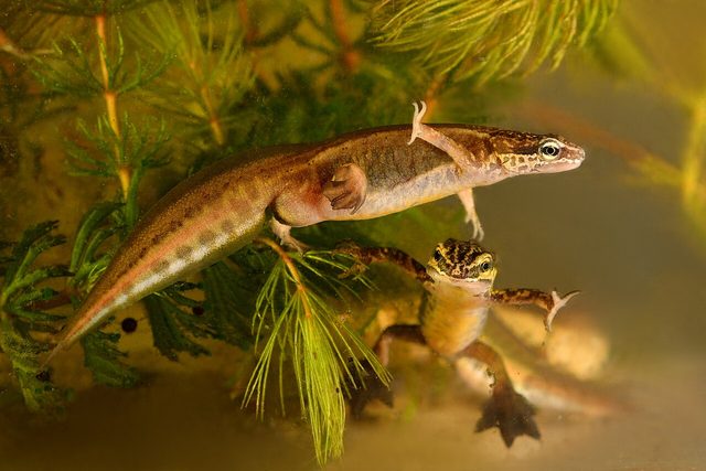 Palmate Newt reference
