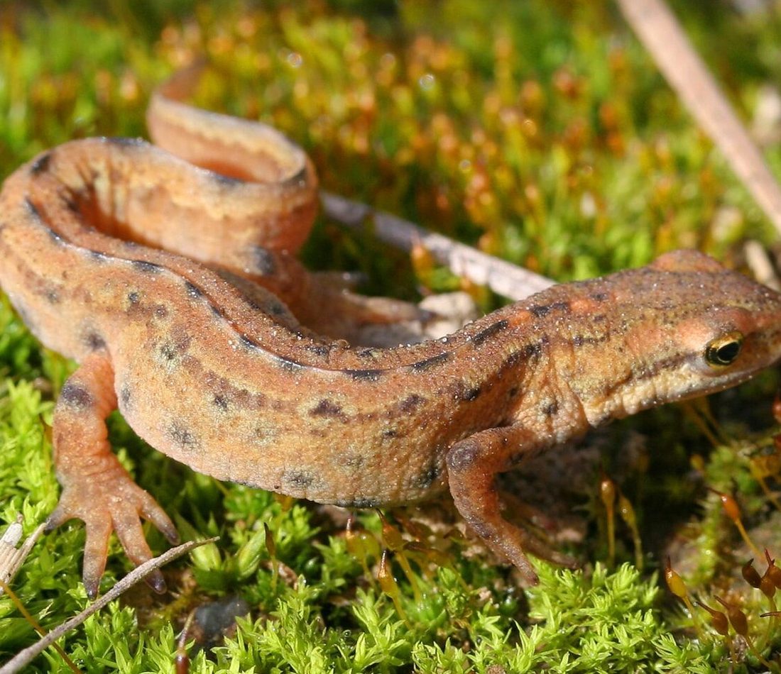 Smooth Newt reference