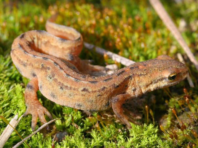 Smooth Newt reference