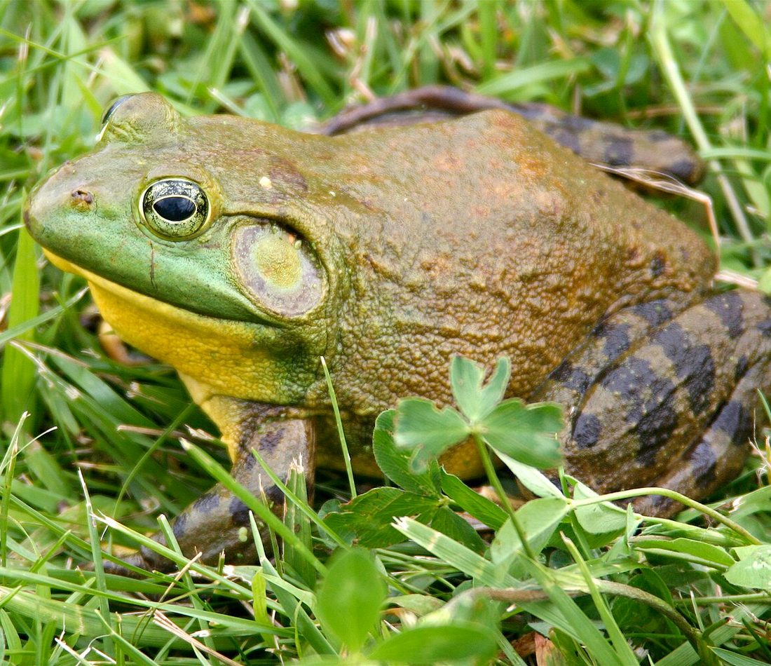 American Bullfrog reference