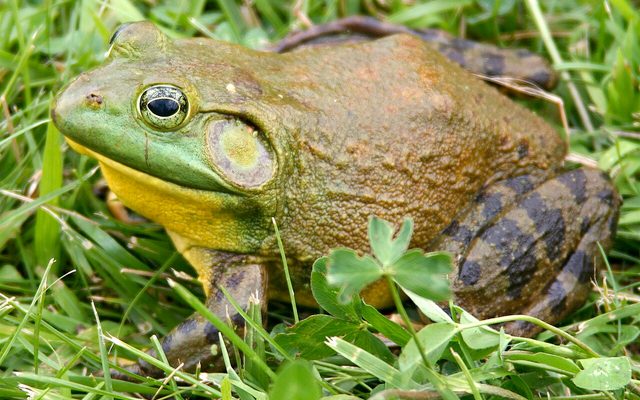 American Bullfrog reference