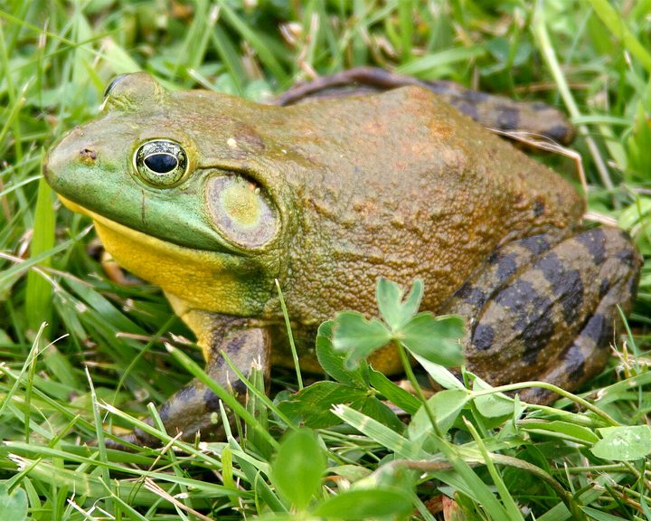 American Bullfrog