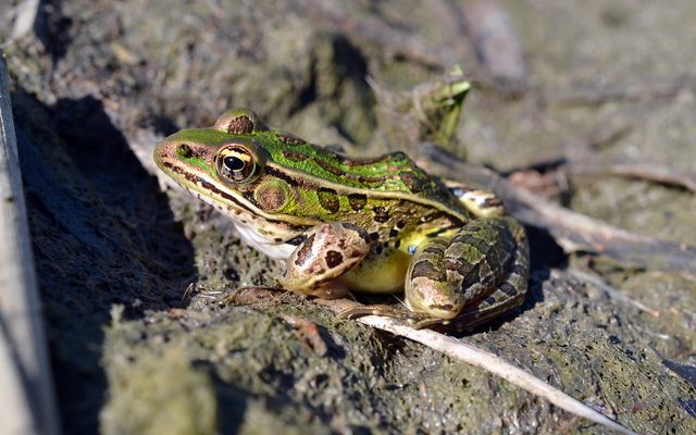 Northern Leopard Frog reference