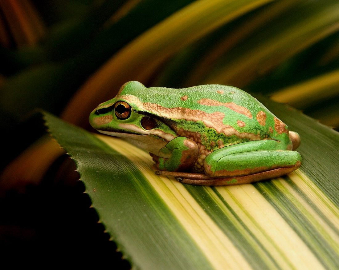 Green and Golden Bell Frog reference