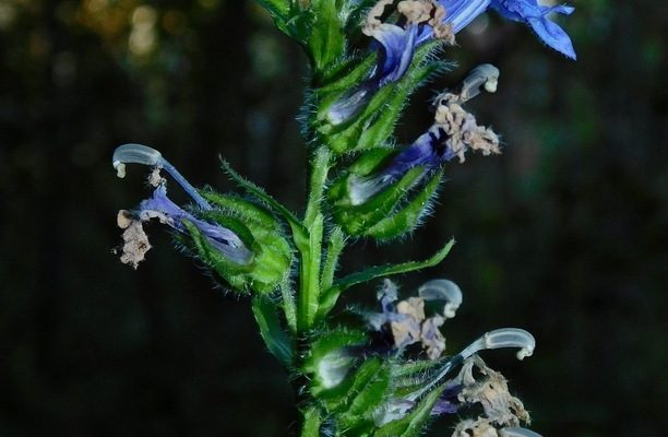 Great Blue Lobelia reference