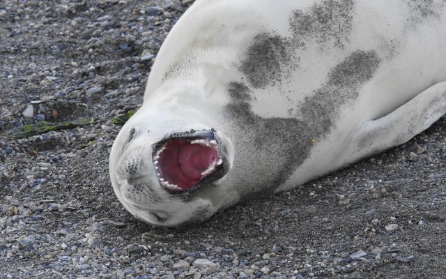 Crabeater Seal reference