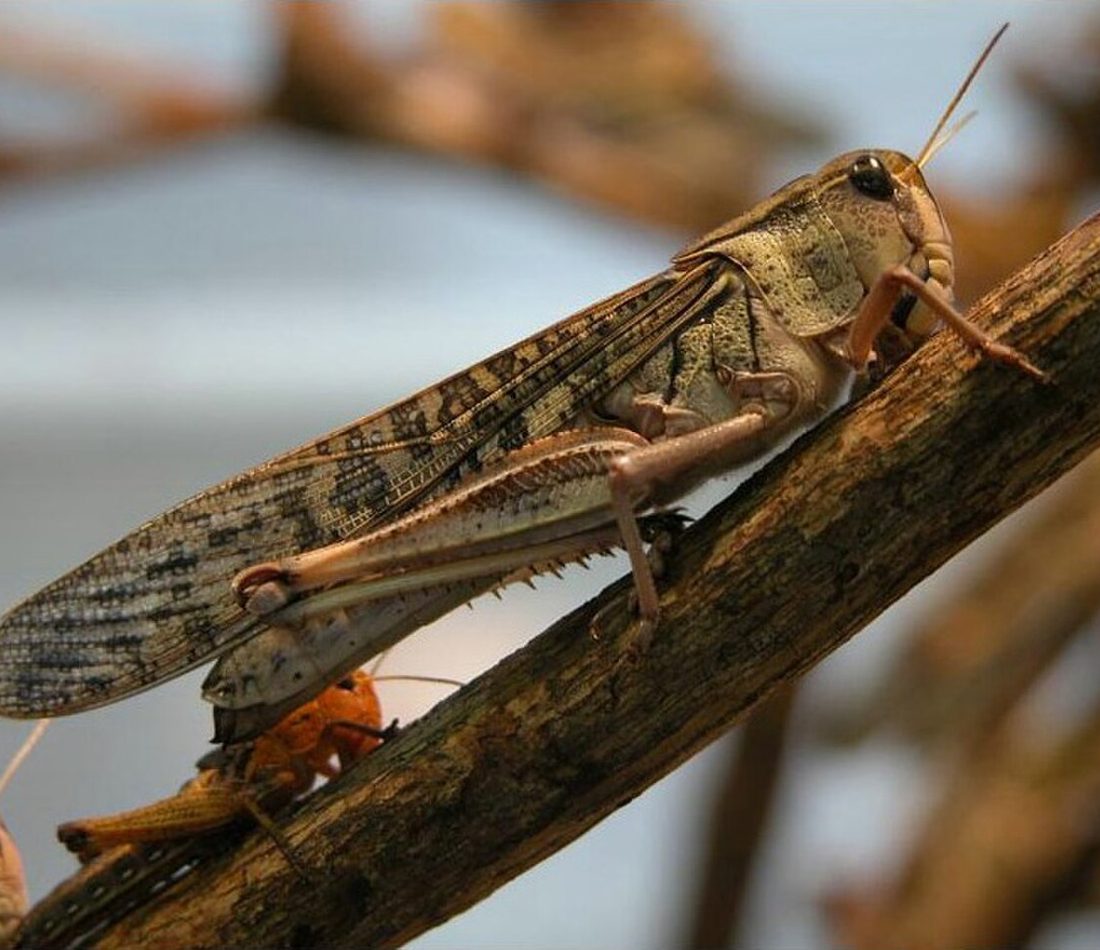 African Migratory Locust reference
