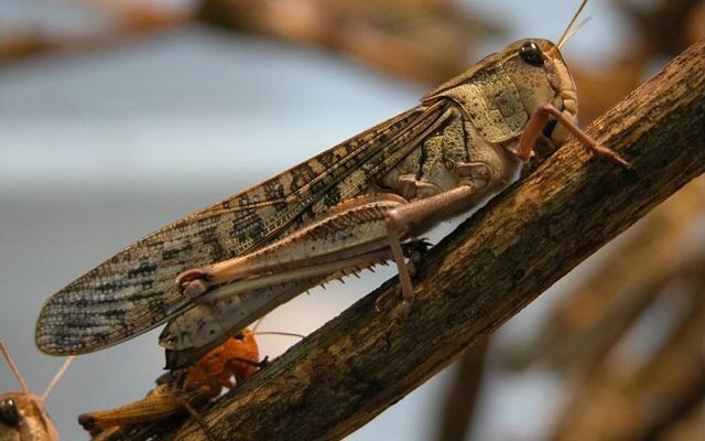 Migratory Locust reference