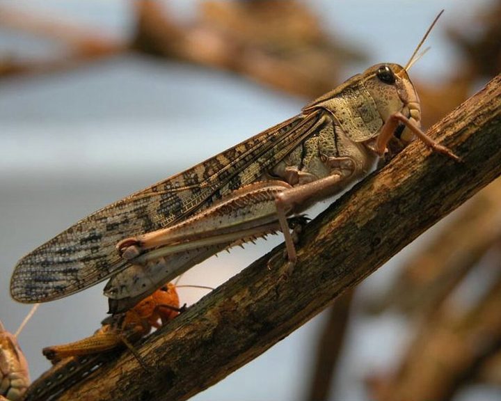 African Migratory Locust
