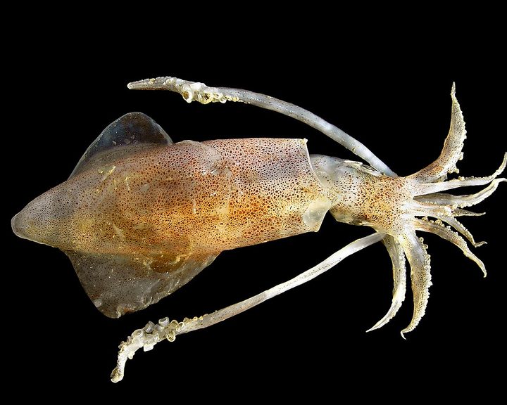 European Squid