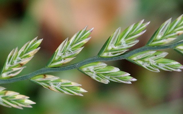 Perennial Ryegrass reference