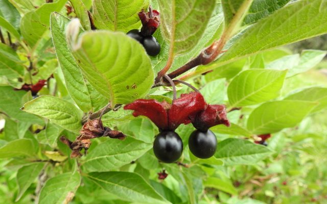 Twinberry Honeysuckle reference