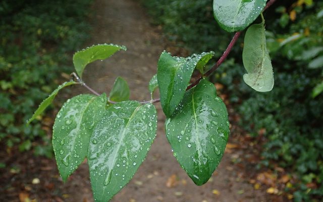 Wild Honeysuckle reference