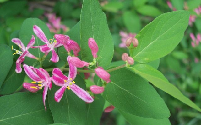 Tatar Honeysuckle reference