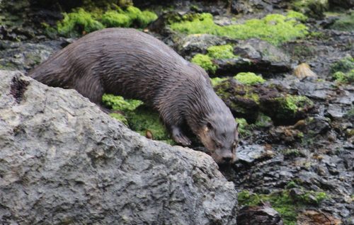 Southern River Otter reference