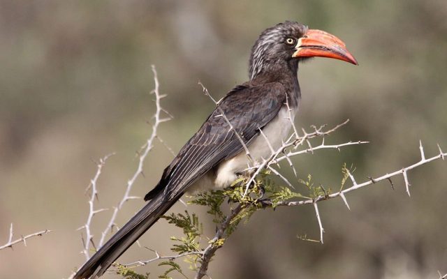 Crowned Hornbill reference