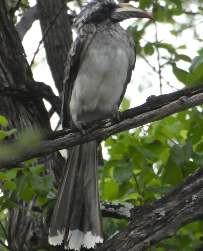 African Gray Hornbill reference