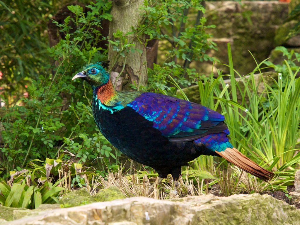 Himalayan Monal reference