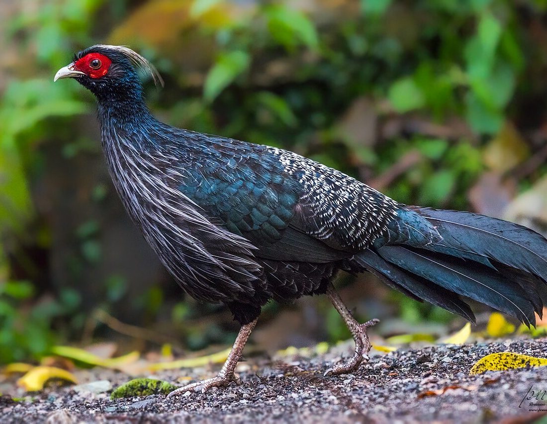 Kalij Pheasant reference