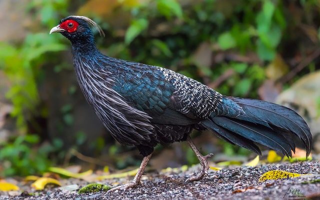 Kalij Pheasant reference