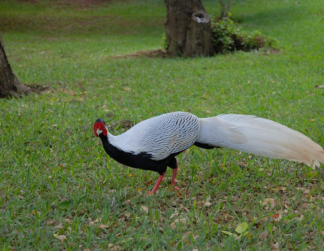 Silver Pheasant reference