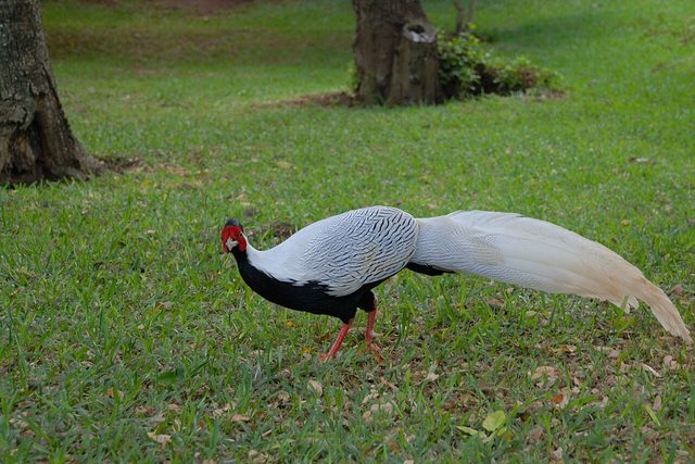 Silver Pheasant reference