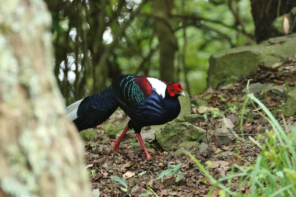 Swinhoe's Pheasant reference