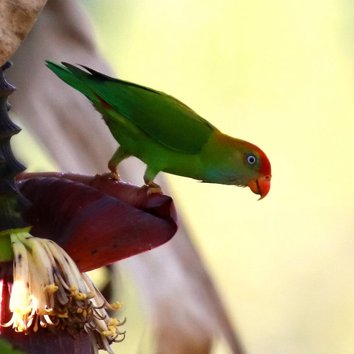 Sri Lanka Hanging Parrot reference