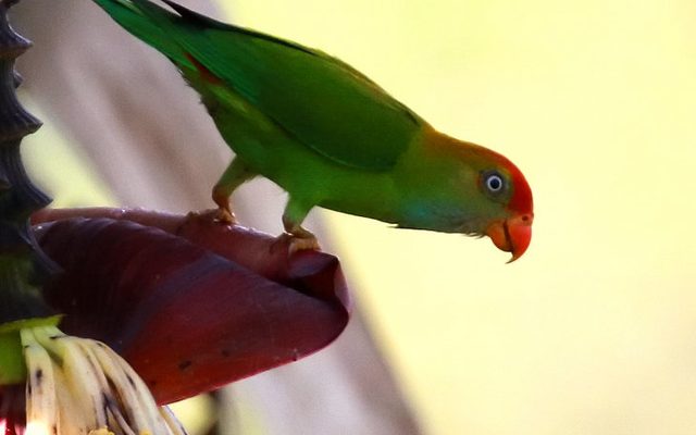 Sri Lanka Hanging Parrot reference