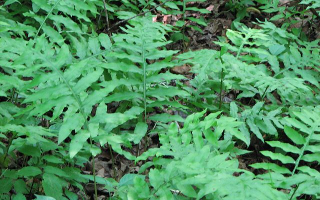 Netted Chain Fern reference
