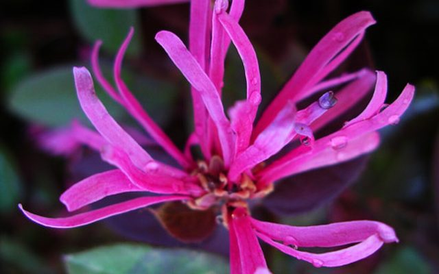 Chinese Fringe Flower reference