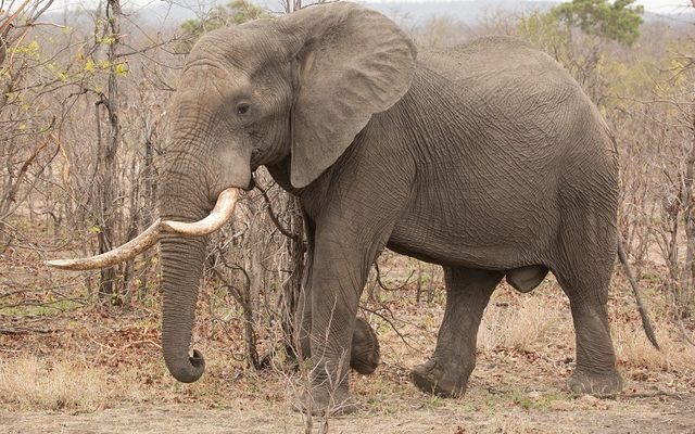 African Bush Elephant reference