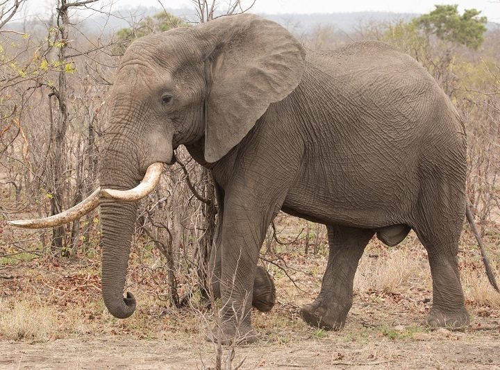 African Bush Elephant