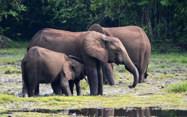 African Forest Elephant reference