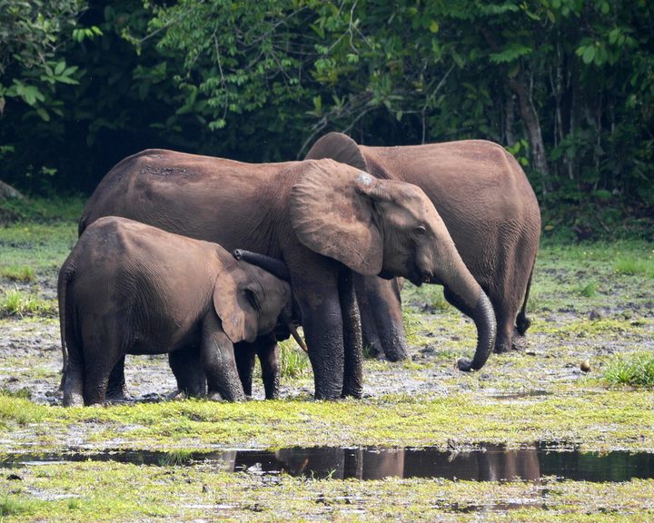 African Forest Elephant