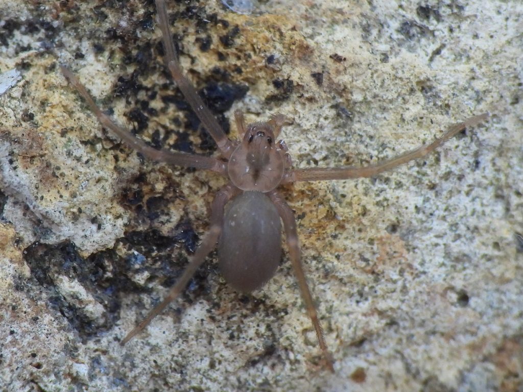 Brown Recluse reference