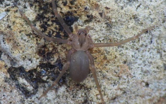 Brown Recluse reference