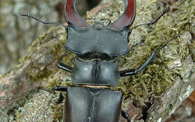European Stag Beetle reference