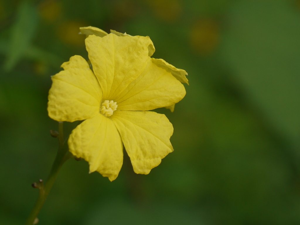 angled luffa reference