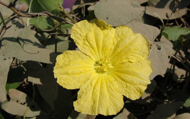 Smooth Luffa reference