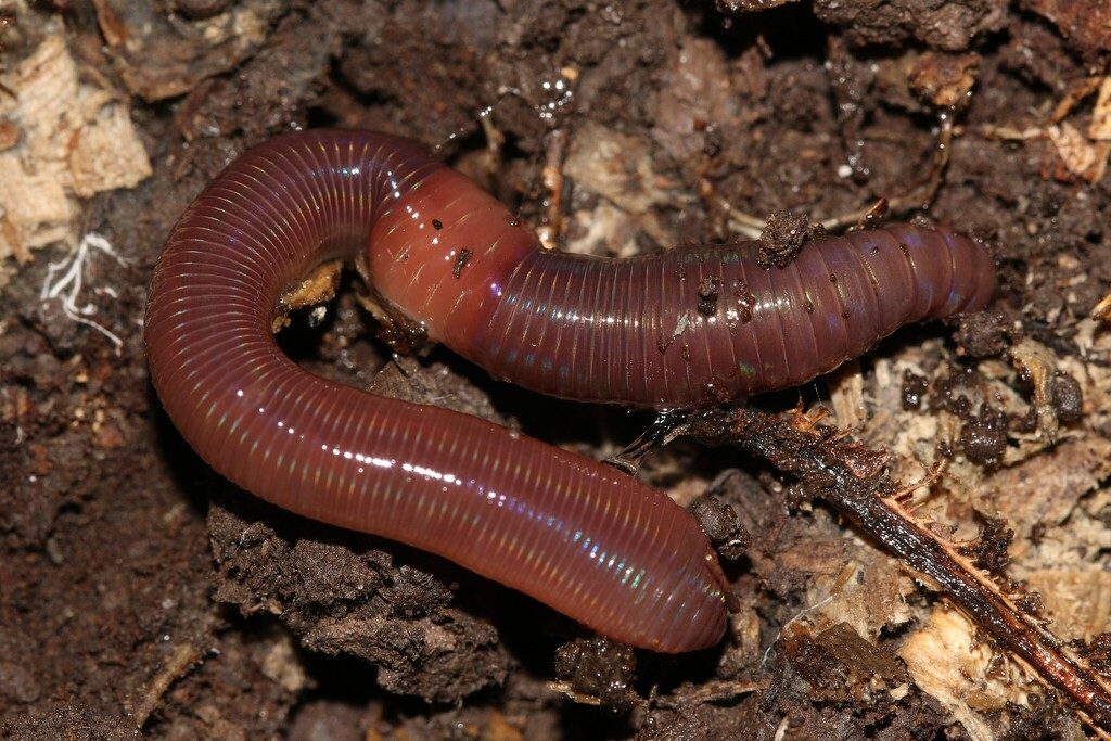 Red Earthworm reference