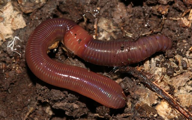 Red Marshworm reference
