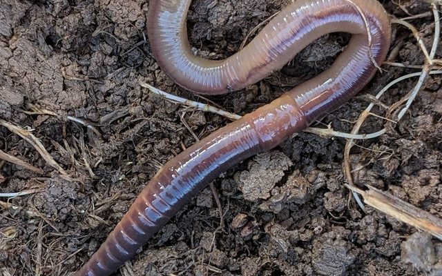 Common Earthworm reference