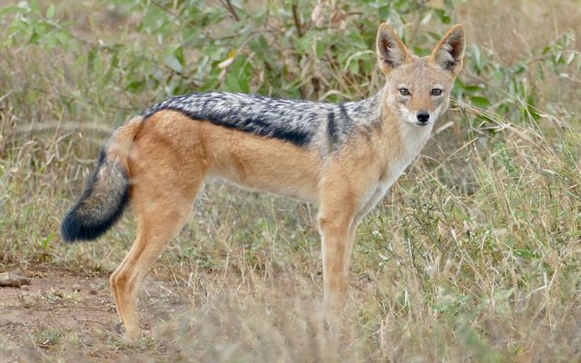 Black-backed Jackal reference