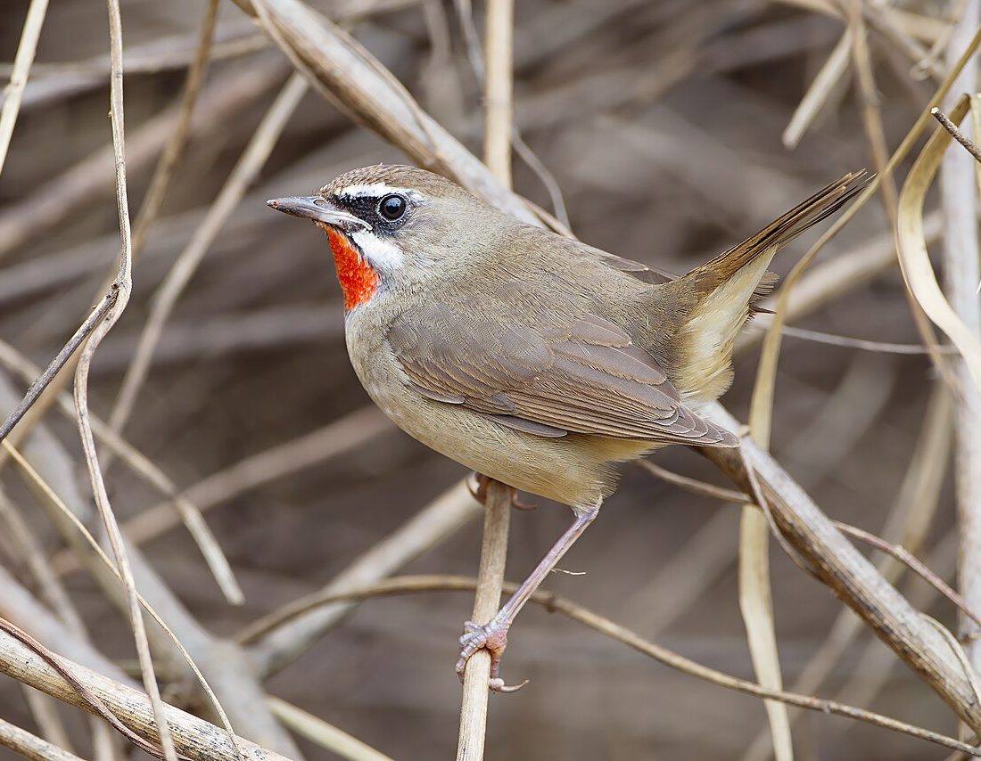 Siberian Rubythroat reference