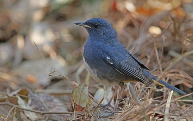 Thrush Nightingale reference